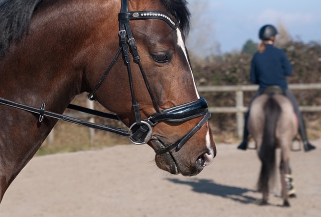 Équitation : quel équipement pour débuter à cheval ? - Bijou Cheval
