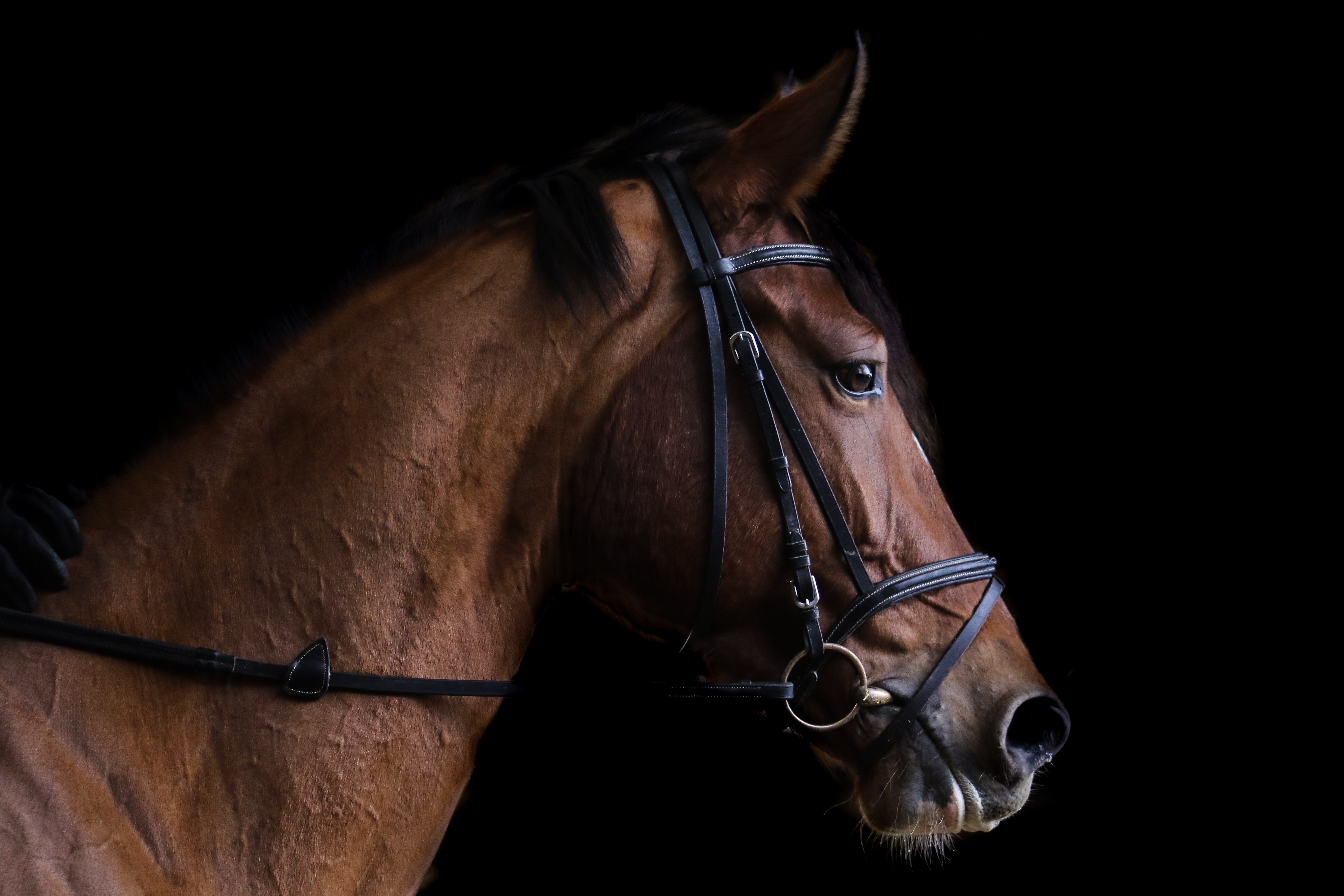 Équitation : quel équipement pour débuter à cheval ? - Bijou Cheval